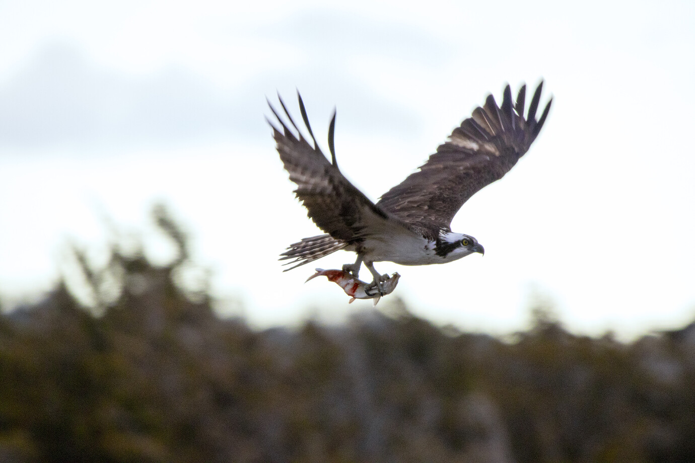 hawk 1 cape cod trout fishing hawk